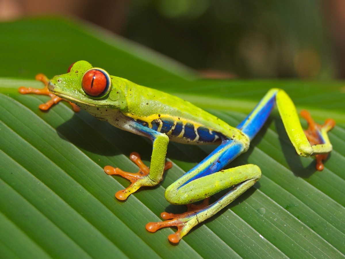 red_eyed_tree_frog_edit2